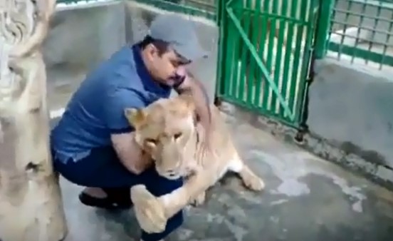 شاهد.. عناق "شرس" بين سعودي وصديقه الأسد