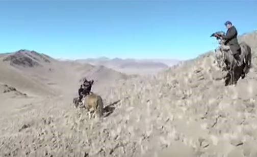 بالفيديو.. نسر "يصوّر" أثناء انقضاضه على ثعلب