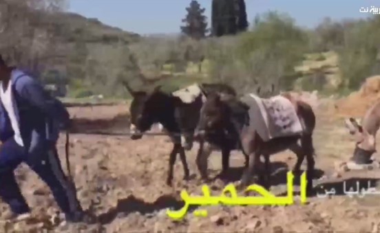 ليست مزحة.. شركة سياحية رأسمالها الحمير
