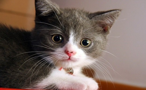 ألقى هرّة من الطبقة العاشرة... هذا جزاؤه!
