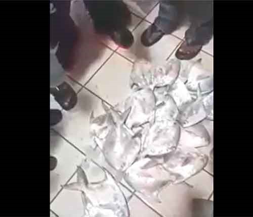 بالفيديو .. "بورصة السمك" تواصل جنونها ..  20حبة زبيدي بـ 205 دينار