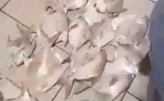 مزاد كود الزبيدي وصل إلى ٢٠٥ دنانير ﻿