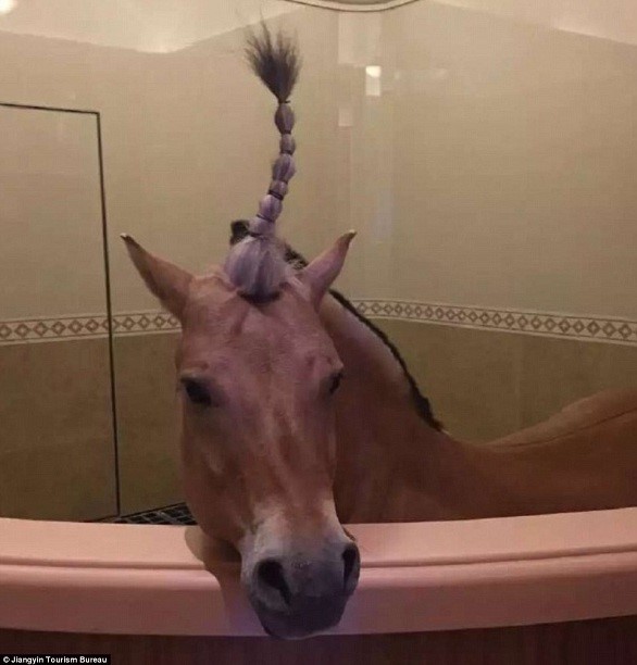 بالصور..  شاهد أفخم اسطبل للخيول في العالم