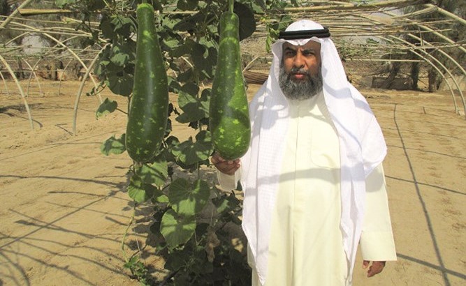 خالد السهلي يعرض انتاجه الزراعي المتميز في الوفرة﻿