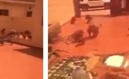 بالفيديو.. قرود تهاجم عائلة سعودية في منتجع سياحي .. شاهد ماذا حدث؟!