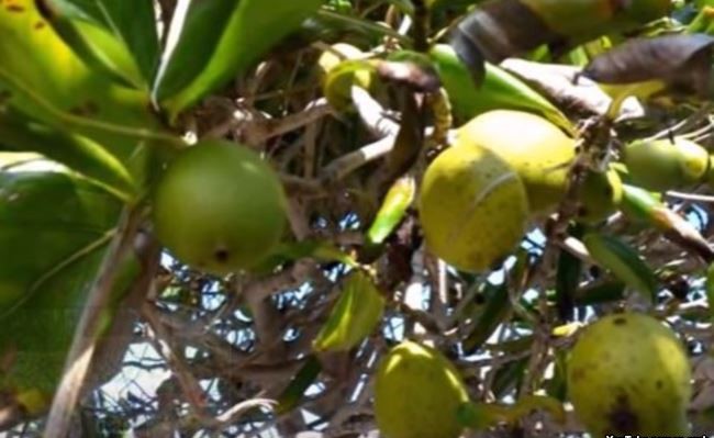احذر "المنشينيل" .. أخطر الأشجار في العالم