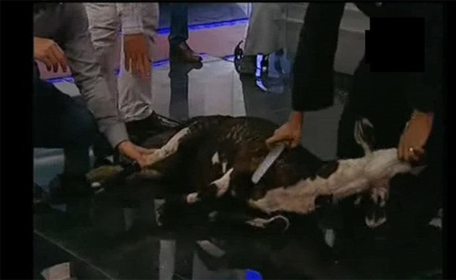 بالفيديو.. إعلامي مصري يذبح "خروفا" على الهواء مباشرة..والسبب!