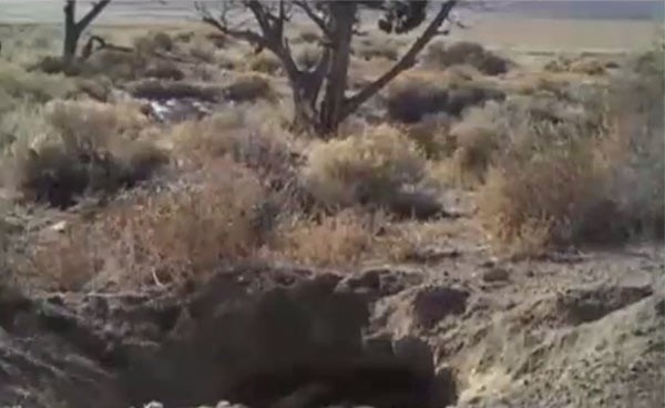 بالفيديو.. حيوان يحفر الأرض على مدى 6 أيام ليدفن بقرة.. ثم يبتسم للكاميرات