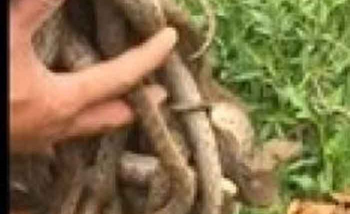 بالفيديو.. أفريقي يضع يده في عش أفاعي.. وهذا ما حدث معه !