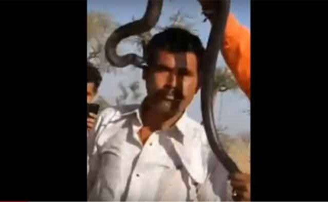 بالفيديو.. سائح هندي حاول التقاط سيلفي مع "كوبرا".. فانتهى المشهد بكارثة !