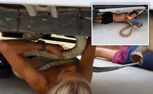 بالفيديو.. مٌراهق يٌخرج أفعى ضخمة من داخل شاحنة باستراليا