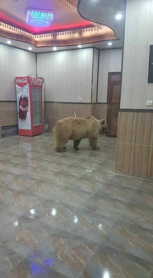 بالصور.. دب في العراق يهوى الناس يتجول بين الأبنية والأزقة
