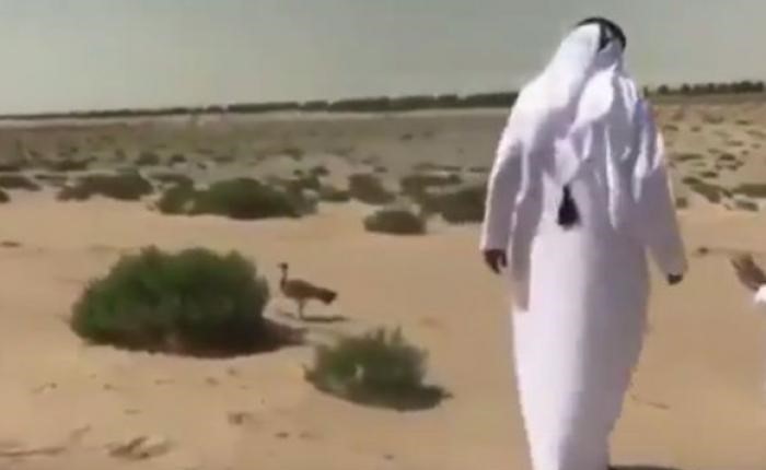 بالفيديو.. رأفةُ محمد بن راشد ومحمد بن زايد بأنثى "حبارى" أثناء تجوالهما تدفعهما لتحويل مسار مشروع