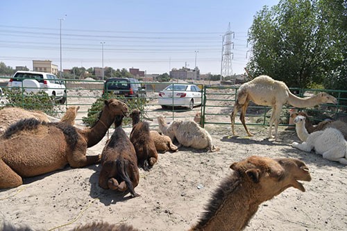 جمال ستذبح بمناسبة خروج مسلم البراك