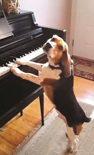 الكلب الموسيقار﻿
