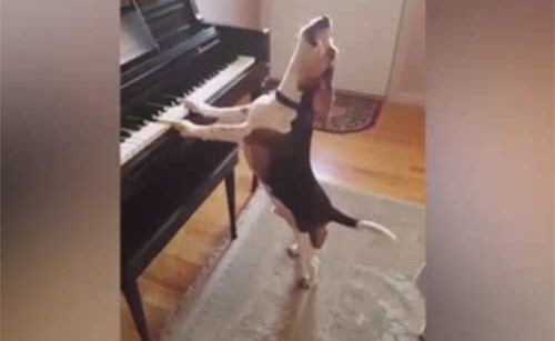 بالفيديو.. هل شاهدت يوماً كلباً يعزف على البيانو ويغني؟