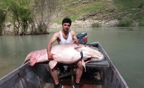 شاهد.. اصطاد سمكة تزن 175 كغ... فاعتُقل في العراق