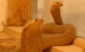 بالفيديو.. "مروض كوبرا" يكشف أخطر مواقف واجهته وكيفية تربية الثعابين