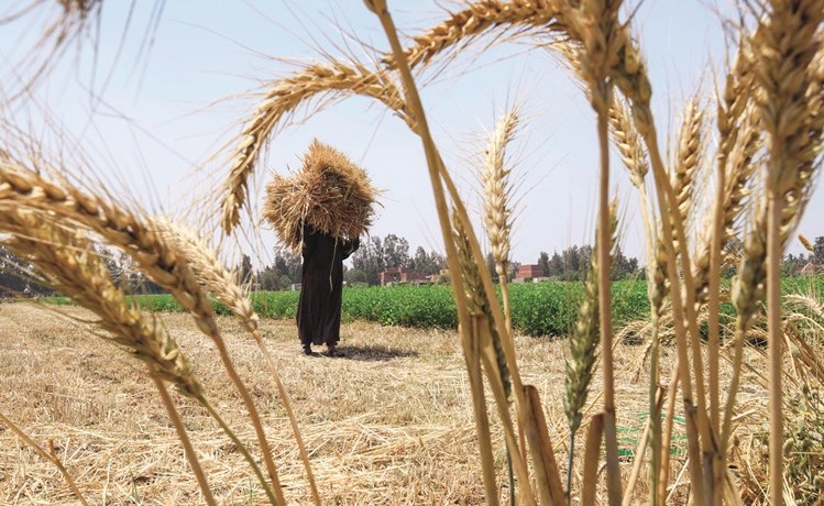 التموين تشتري 803 آلاف طن قمح منذ بدء موسم الحصاد وترفض 2003 أطنان					(أ.ف.پ)﻿