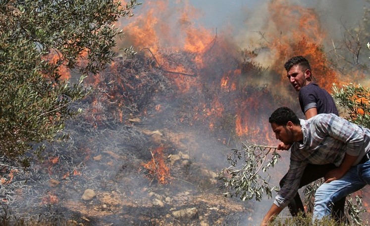 فلسطينيان يحاولان إخماد نيران اضرمها مستوطنون متطرفون في اشجار الزيتون بالضفة امس الاول			(أ.ف.پ)﻿