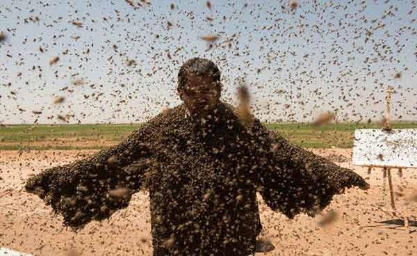 بالصور.. سعودي يسعى لدخول "جينيس" بـ"أثقل عباءة من النحل".. ومحاولته لم تفلح لهذه الأسباب