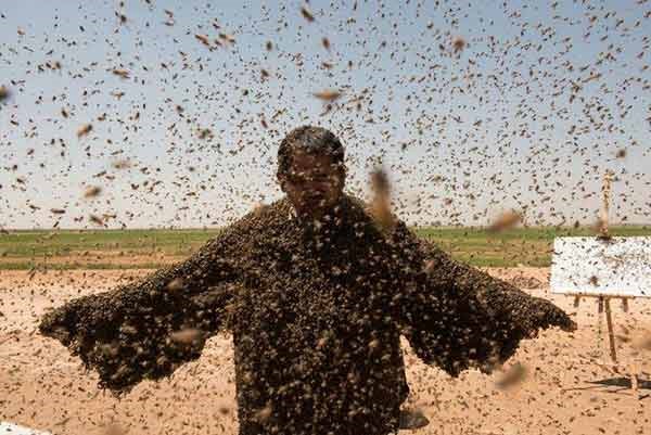 بالصور.. سعودي يسعى لدخول "جينيس" بـ"أثقل عباءة من النحل".. ومحاولته لم تفلح لهذه الأسباب