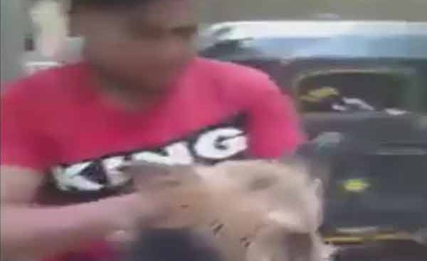 بالفيديو .. طفل "ينقض" على كلب مفترس ويشل حركته!