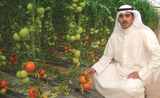 خالد سعد في شبرة طماطم مكيفة في الوفرة
﻿