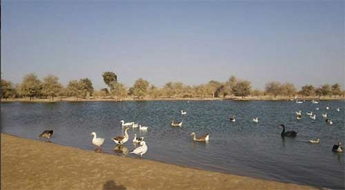 اكتشف «بحيرات القدرة » موطن 170 نوعا من الطيور