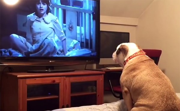 بالفيديو.. كلب يتابع فيلم رعب ويحذر ضحاياه من الخطر