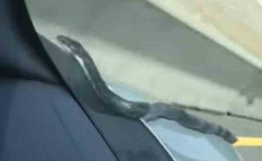 بالفيديو.. لحظة مرعبة لسائق سيارة بسبب ثعبان