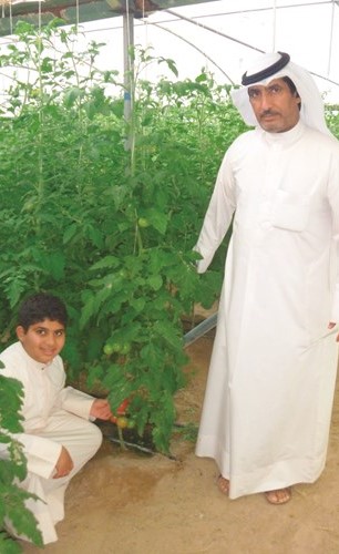 الاستمرار في إنتاج الطماطم بالكويت﻿