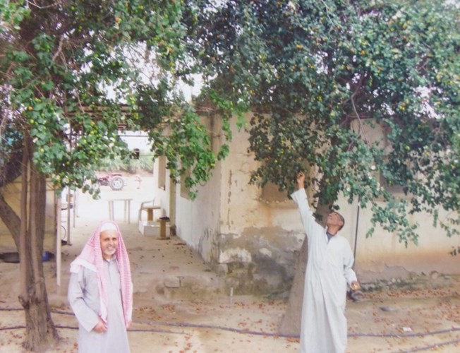 السدرة من أشجار البيئة العربية﻿