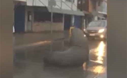 بالفيديو.. حيوان بحري ضخم في المكان الخطأ يثير الرعب في نفوس المارة