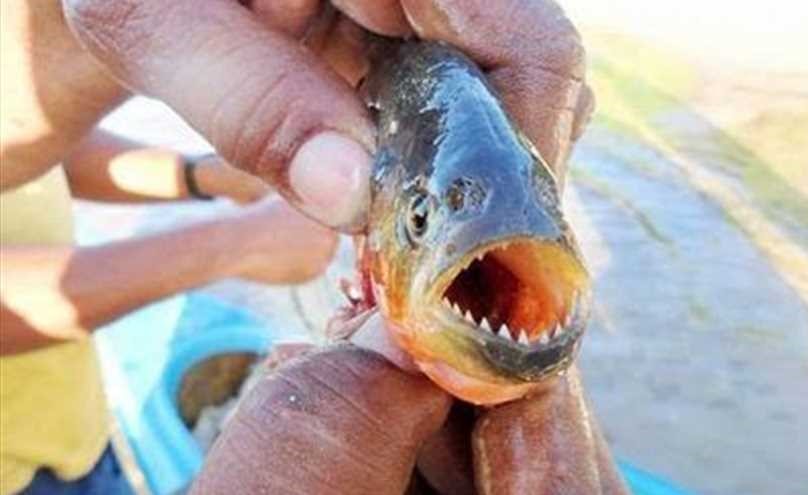 شاهد: أسماك صغيرة تهاجم السياح في البرازيل وتصيبهم بجروح دامية