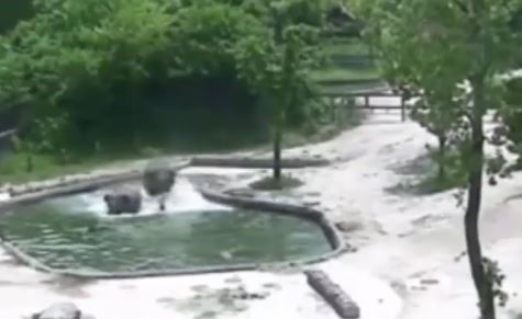 بالفيديو.. شاهد كيف أنقذ هذان الفيلان صغيرهما من الغرق