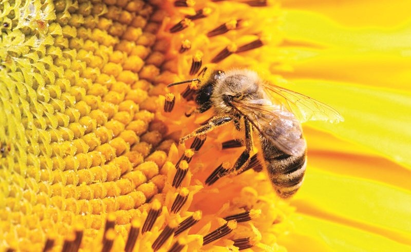 عظمة الخالق : عالم النحل