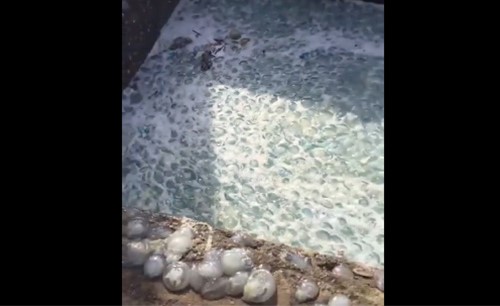 بالفيديو.. كميات هائلة من القناديل تهاجم محطة الزور: «الكهرباء» تستنفر.. و«البيئة» تحذر مرتادي الشواطئ