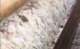كميات كبيرة من قناديل البحر على الشبكات الدوارة في محطة الزور