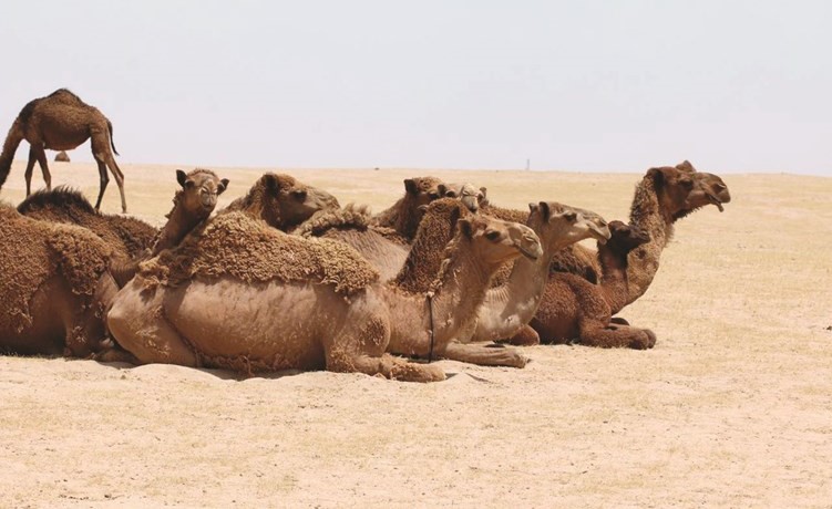 الزيدان لـ «الأنباء»: استعدادات لافتتاح محمية الجهراء أواخر أكتوبر المقبل