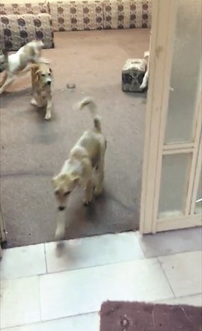 الكلاب تبدو مذعورة داخل الديوانية﻿