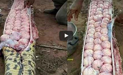 شاهد.. أغرب ما تم إيجاده داخل أجساد الحيوانات..منها أعضاء بشرية !!