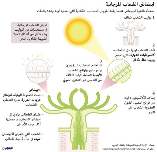 الشعاب المرجانية تفقد ألوانها بسبب حرارة المحيط