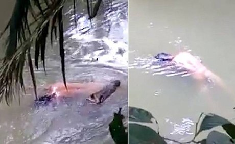 فيديو لا يصدق ..ساحرة تجبر تمساحاً على إعادة رجل افترسه!