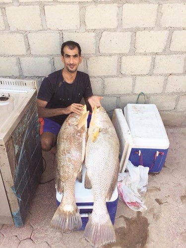 فهد المليحان: السبيطي والمزيزي على السيف والهامور والبالول بالأقواع