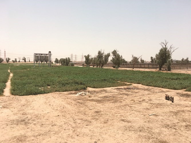 أسامة بودي لـ «الأنباء»: «المواشي» تجهز 150 ألف رأس غنم لاحتياجات الكويت خلال أغسطس ثلثها لعيد الأضحى