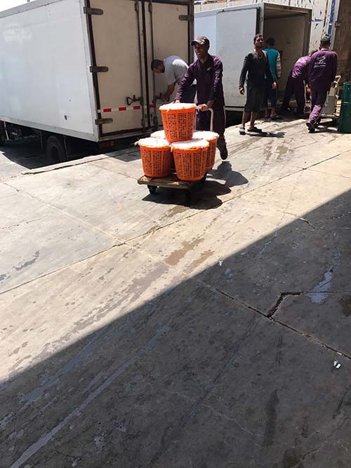 الروبيان الكويتي بيومه الأول في سوق شرق