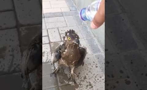 بالفيديو.. تساقط الطيور الجارحة في الكويت بسبب ارتفاع درجات الحرارة