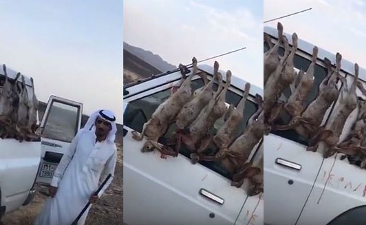 بالفيديو.. بعد سفاح القطط.. الحياة الفطرية تلاحق سفاح الأرانب