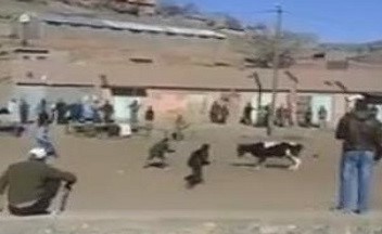 بالفيديو.. شٌبان يحاولون إيقاف ثور هائج بطريقة ساخرة
